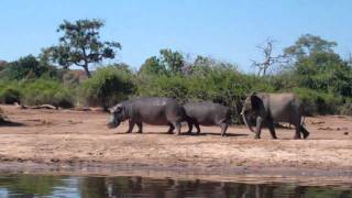 Elephant kicks sand in hippos face