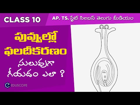 How to draw Fertilisation of flower in telugu