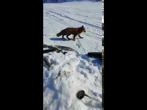 Поделись уловом, не жадничай!