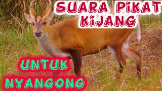 Download lagu suara pikat kijang jantan mp3 Download lagu suara pikat kijang jantan mp3