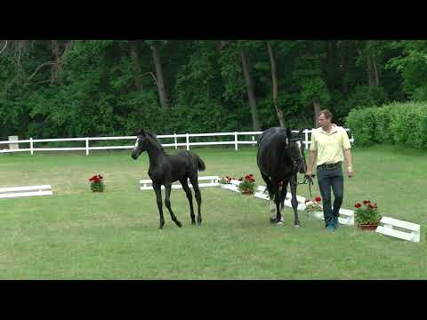 Fohlenschau Sandbostel 2021, Nr.2 Stute v. Caytens - Black Jack - Dynamo