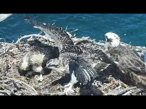 Port_Lincoln Osprey | Babies doing wing exercise | 04.11.2021
