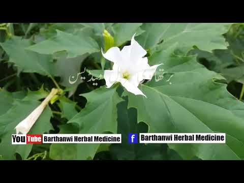 Datura Stramonium: Nature's Toxic Wonder | Plants Explained | Barthanwi Herbal Medicines