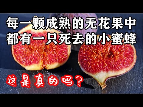 榕樹 無花果