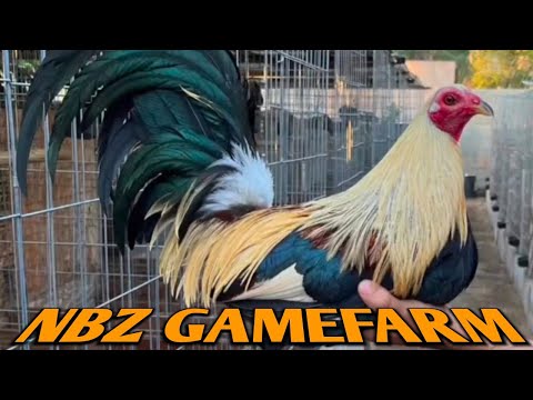 Hatch Grey Leiper Asil - NBZ FARM