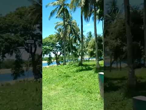 Coconut Island🏝️ // Second Goa// #Tripura //#beautynature //#shorts