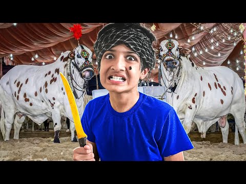 Mohib qasai bann gaya 😮 Janwar dar gaye!