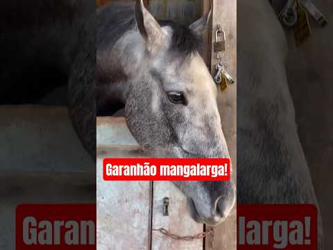 Horse is God's most beautiful creation!😍♥️👏🥰🐎🏡🎶