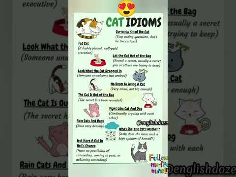 😺Cat Idiom🐈 #shorts  #short #subscribe