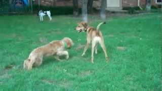 preview picture of video '7 dog socialization | Redeeming Dogs'