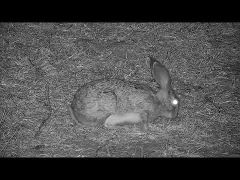 Djuma: Scrub Hare feeding in front of the cam - 03:57 - 09/14/21