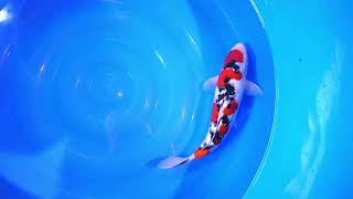 video van Meerstaps Sanke SA-NA22-0950