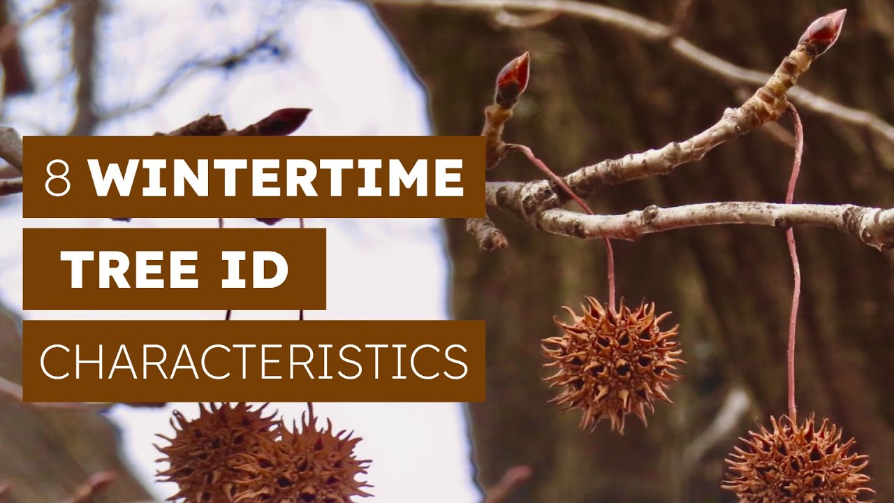 8 Wintertime Tree ID Characteristics You Aren't Using - YouTube