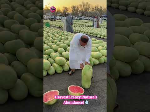 Watermelon Wonderland: This Field Has THOUSANDS of Sweet Melons! #FarmLife #HarvestSeason
