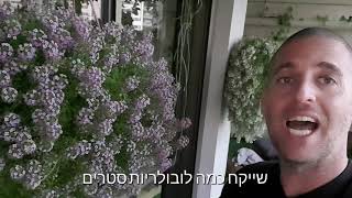 לובולריה סטרים - צמח פצצה למרפסות ולגינות פרטיים