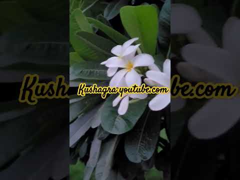 #kushagra#like#viralvideo #