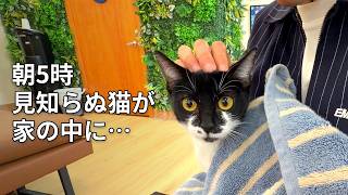 突然家に猫がやってきました。
