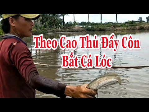 Theo Cao Thủ Đẩy Côn Bắt Một Ngày Cả 10kg Cá Lóc || Nguyễn Văn Nhựt