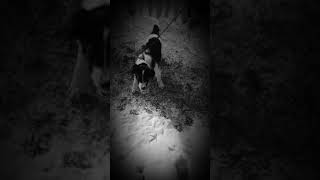 Download lagu DOG PISS mp3