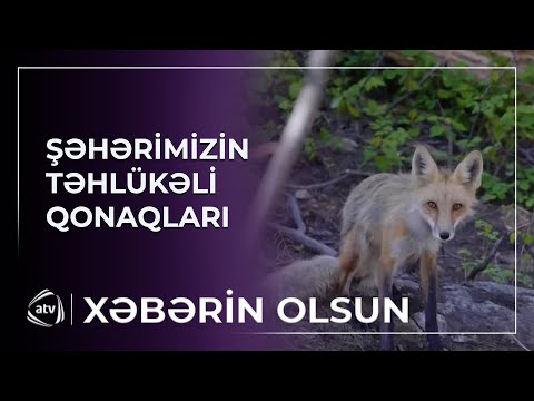 Tülkülər niyə şəhərə axın edir?