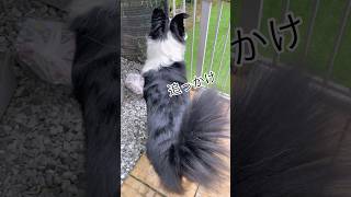 追っかけ