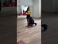 Kamasutra Choreography ️ Bollywood Cats Choreography Shorts