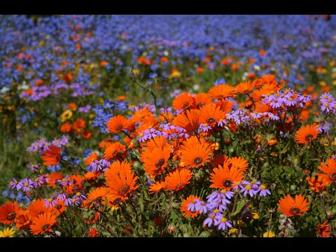 Receiving and Radiating Divine Love Meditation - Heart Centering Guided Meditation