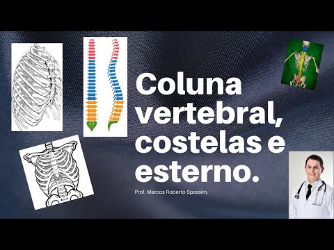 Coluna vertebral, costelas e esterno.