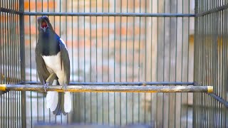 Download lagu KACER NEMBAK NEMBAK KASARAN, SANGAT BAGUS BUAT MEMICU EMOSI KACER ANDA YANG BISU! mp3 Download lagu KACER NEMBAK NEMBAK KASARAN, SANGAT BAGUS BUAT MEMICU EMOSI KACER ANDA YANG BISU! mp3