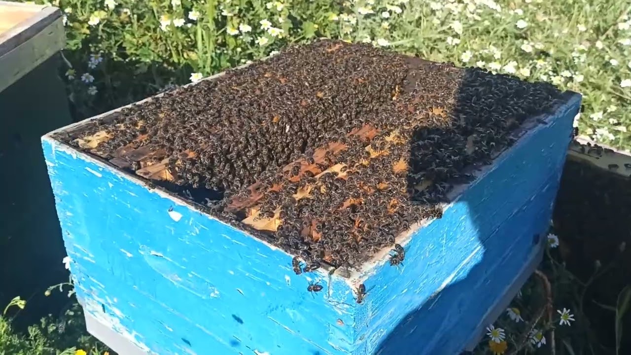 لا يصدق في تربية النحل خلية بعاسلة و بملكتين