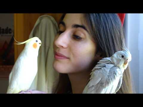 Cacatúas y su dueña