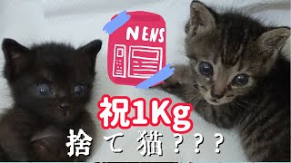 もう捨て猫って呼ばせない!祝!ミルクからロイヤルカナンへ!