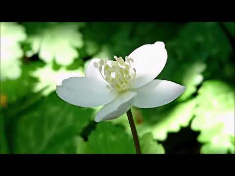 Ave Maria / Vladimir Vavilov (Caccini)