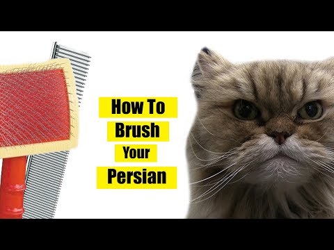 How To Brush Persian Cat