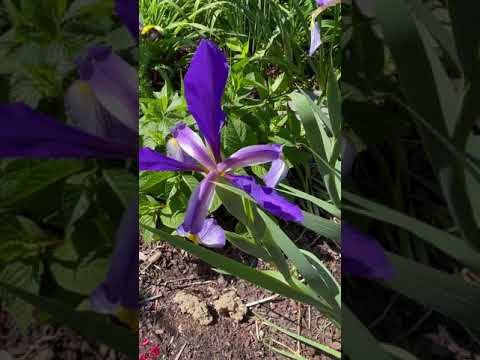 Bumblebee - Marsha's Garden - Lincoln 05 31 2021