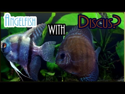 Can you keep DISCUS with ANGELFISH?