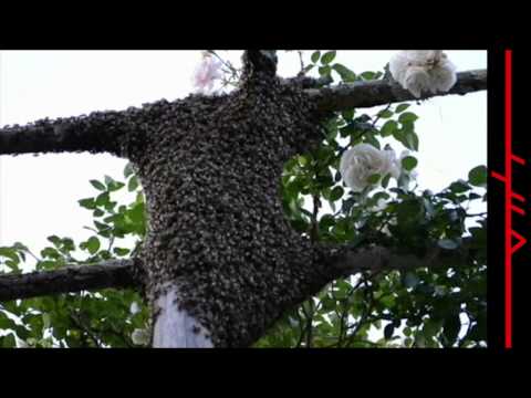 BRUTA NON CALCULANT - Ab Uno ( Live )