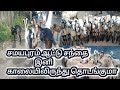 Today S Market Information Samayapuram Goat Market In Tamilnadu 20 12 2025 Shorts