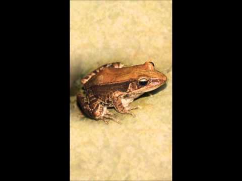 貢德氏囊蛙 牙齒