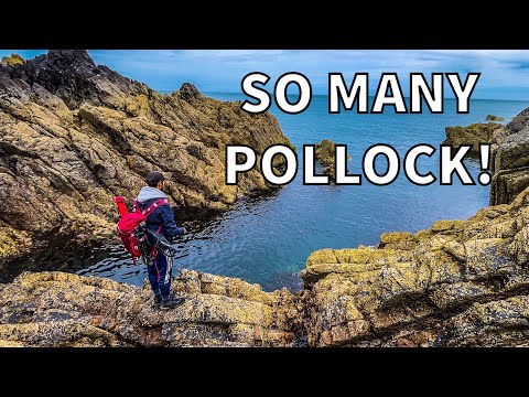 Shore Fishing for Pollock In South West Scotland | Sea Fishing UK! (4K)