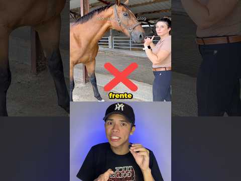 Como Interagir Com Um Cavalo 🐴