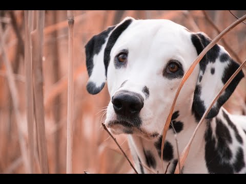 40 Pros and Cons of Owning a Dalmatian
