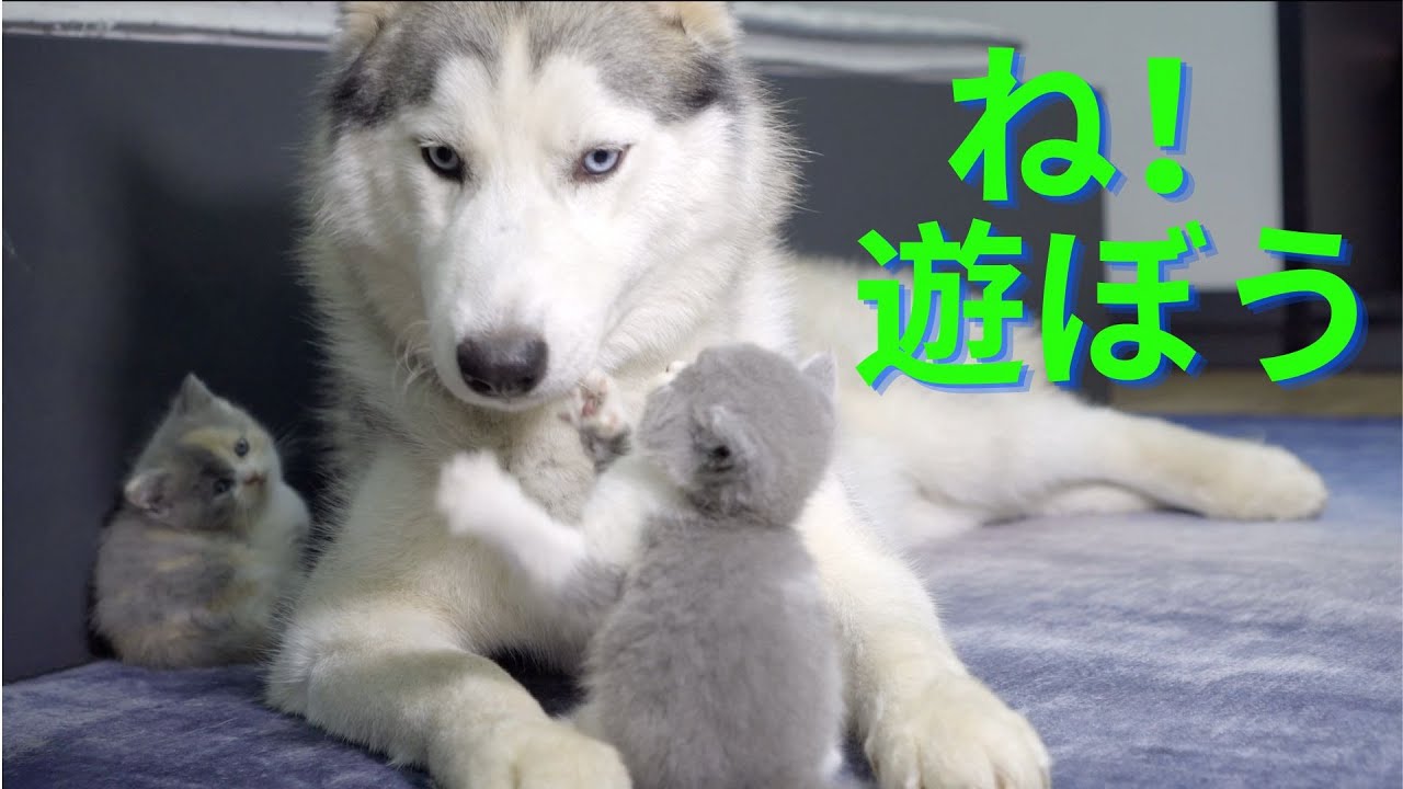 ハスキー犬に構ってほしくて何度も話をかける赤ちゃん猫が可愛すぎた