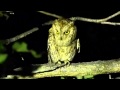 Scops Owl