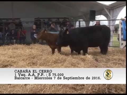 07-09-16 Venta de Vaq. A.A. P.P. - Cabaña El Cerro - Balcarce.