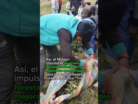 El Midagri, a través de Agro Rural, inició la plantación forestal de 117 hectáreas en Calca, Cusco.