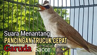 Download lagu Trucukan Gacor Suara Memanggil Lawan - Pancingan trucukan agar bunyi Dan ikut Garuda mp3 Download lagu Trucukan Gacor Suara Memanggil Lawan - Pancingan trucukan agar bunyi Dan ikut Garuda mp3