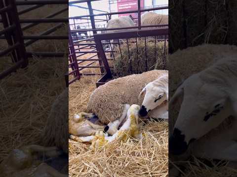 من المعرض الدولي مكناس شاهد لحظة ولادة  خروفة مهدي داكير لتوأم جميل  ماشاء الله