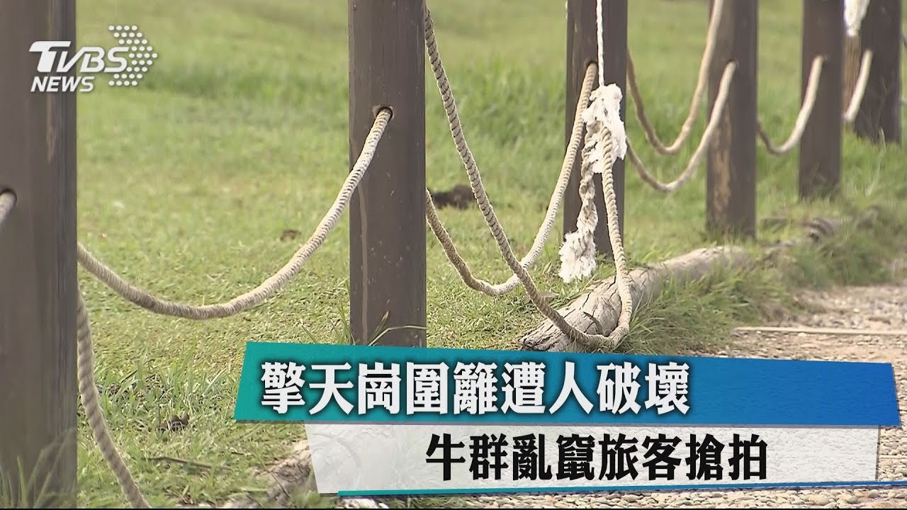 擎天崗圍籬遭人破壞 牛群亂竄旅客搶拍
