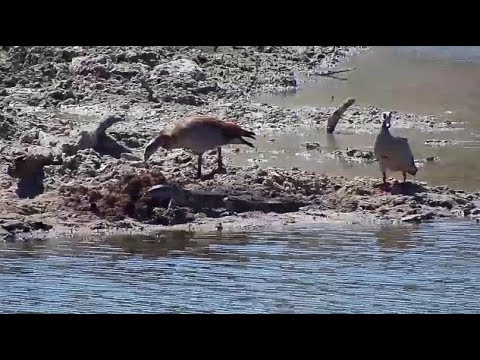 Djuma: Monitor Lizard, Egyptian Geese and Little Grebe - 11:10 - 09/14/20